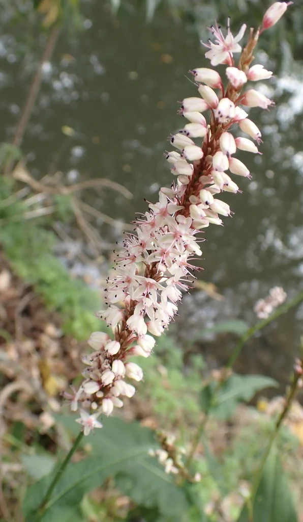 Persicaria amplexicaulis