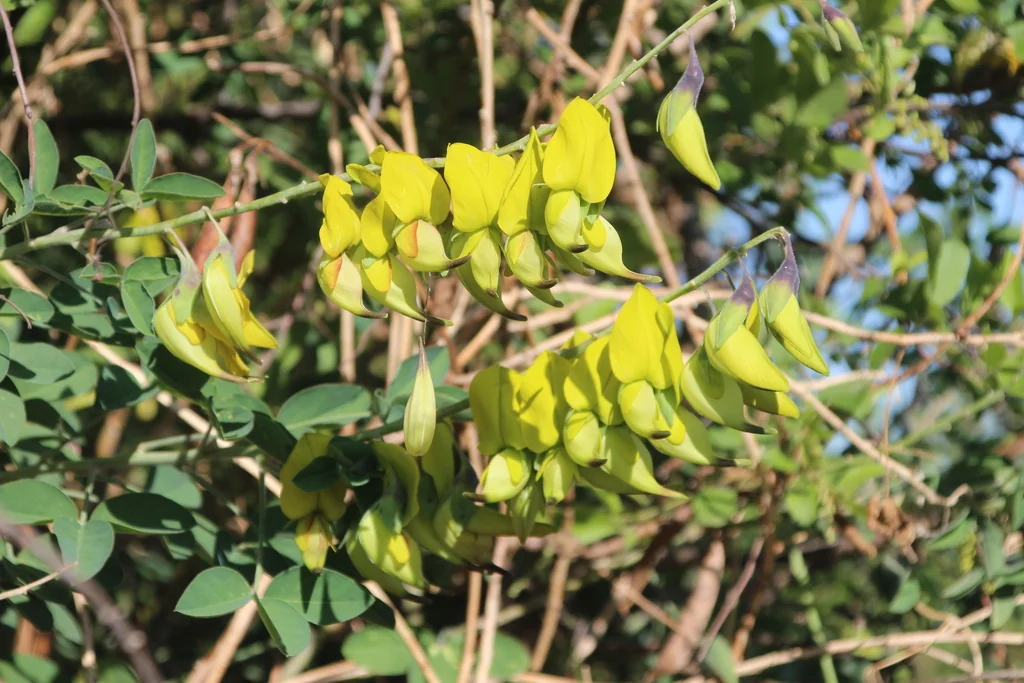 Crotalaria Agatiflora