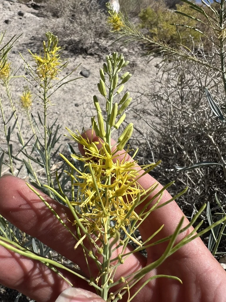 Stanleya Pinnata