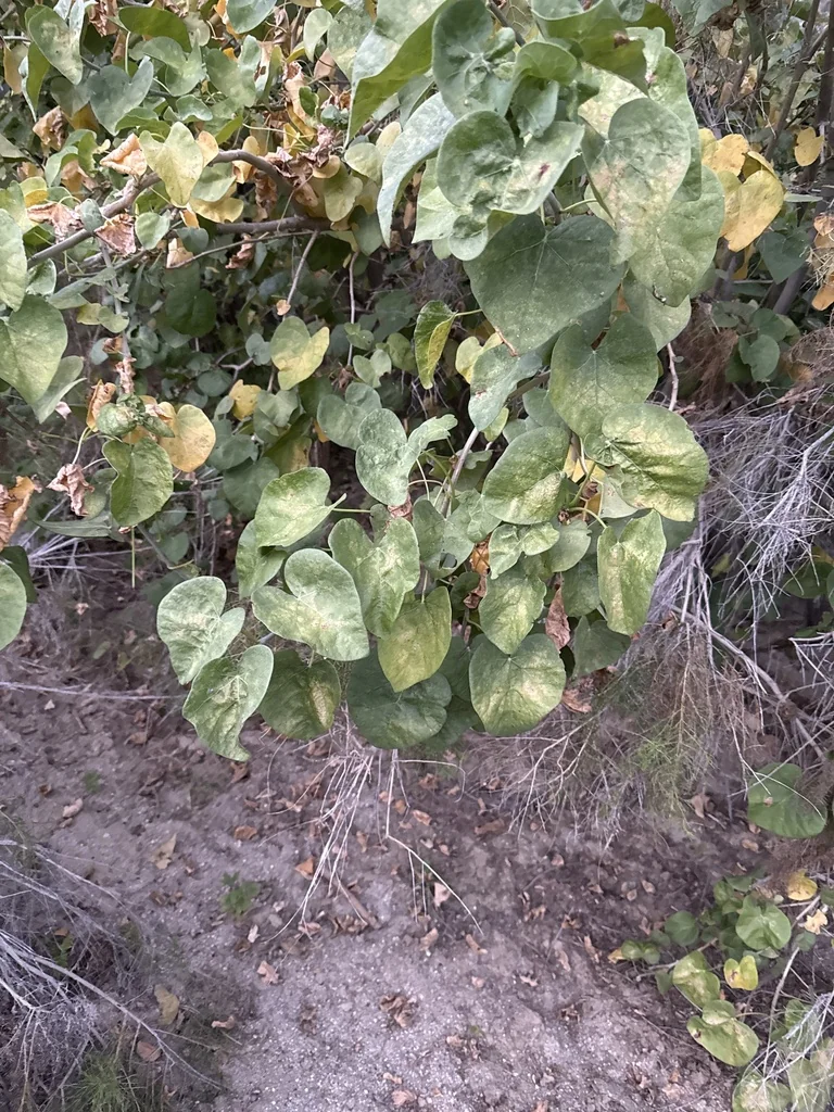 Jatropha Cinerea