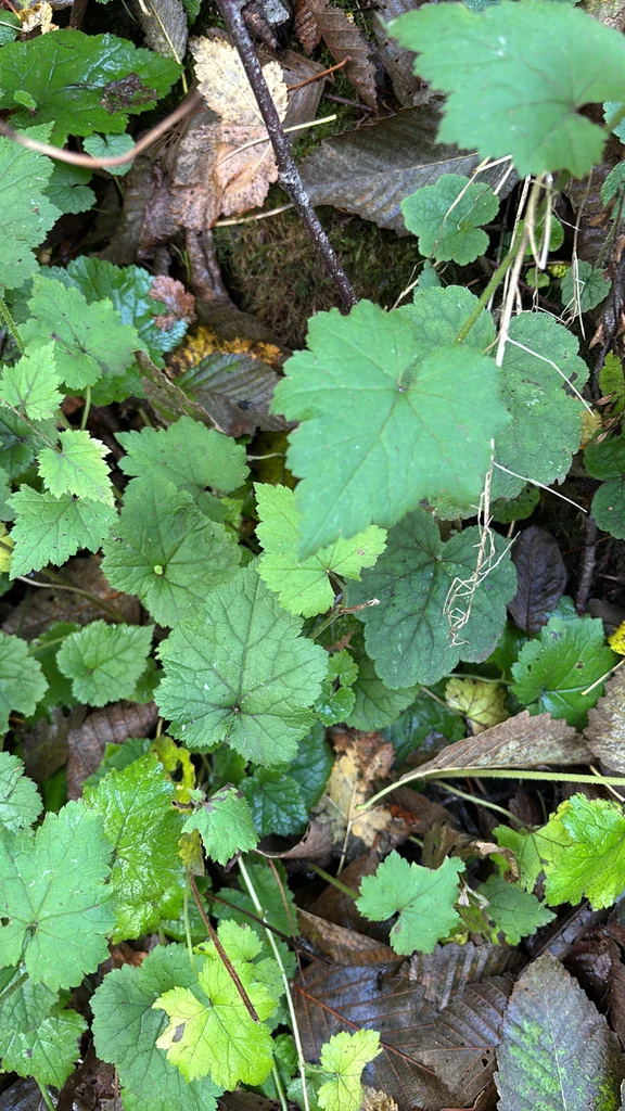 Tolmiea Menziesii