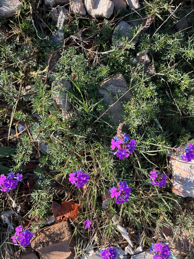 Verbena Tenuisecta