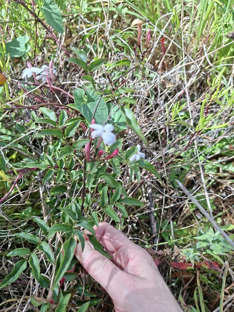 Jasminum Polyanthum
