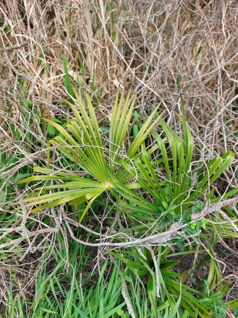 Trachycarpus Wagnerianus