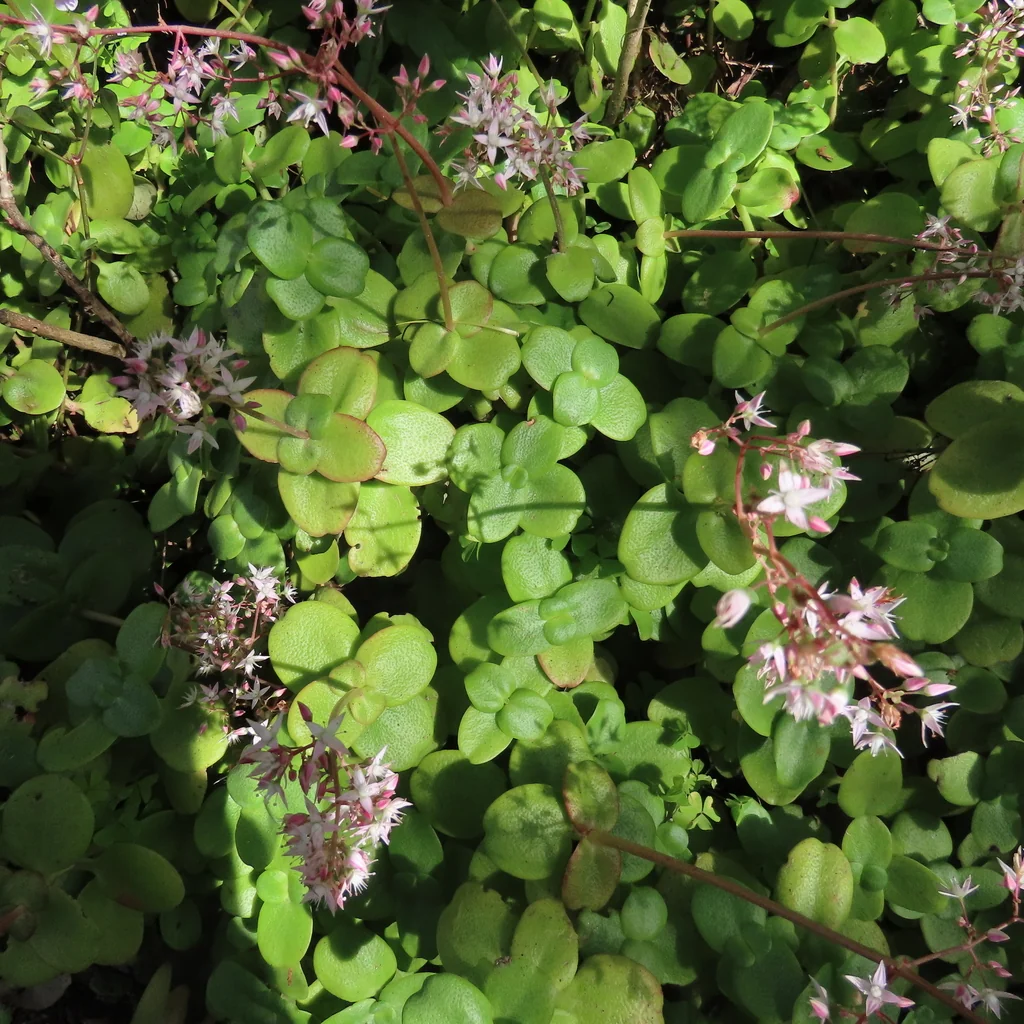 Crassula Multicava