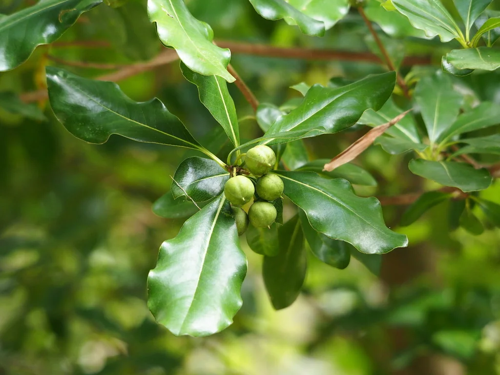 Pittosporum Tobira