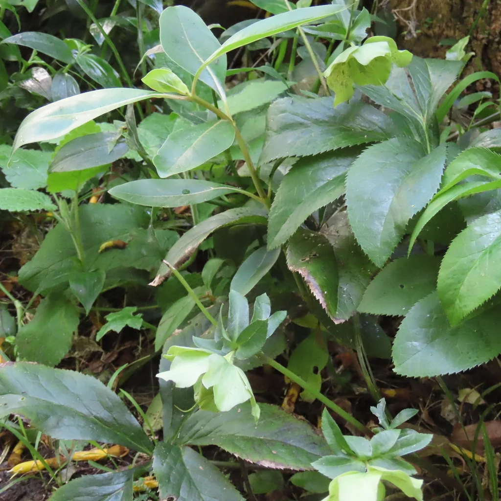Helleborus Orientalis