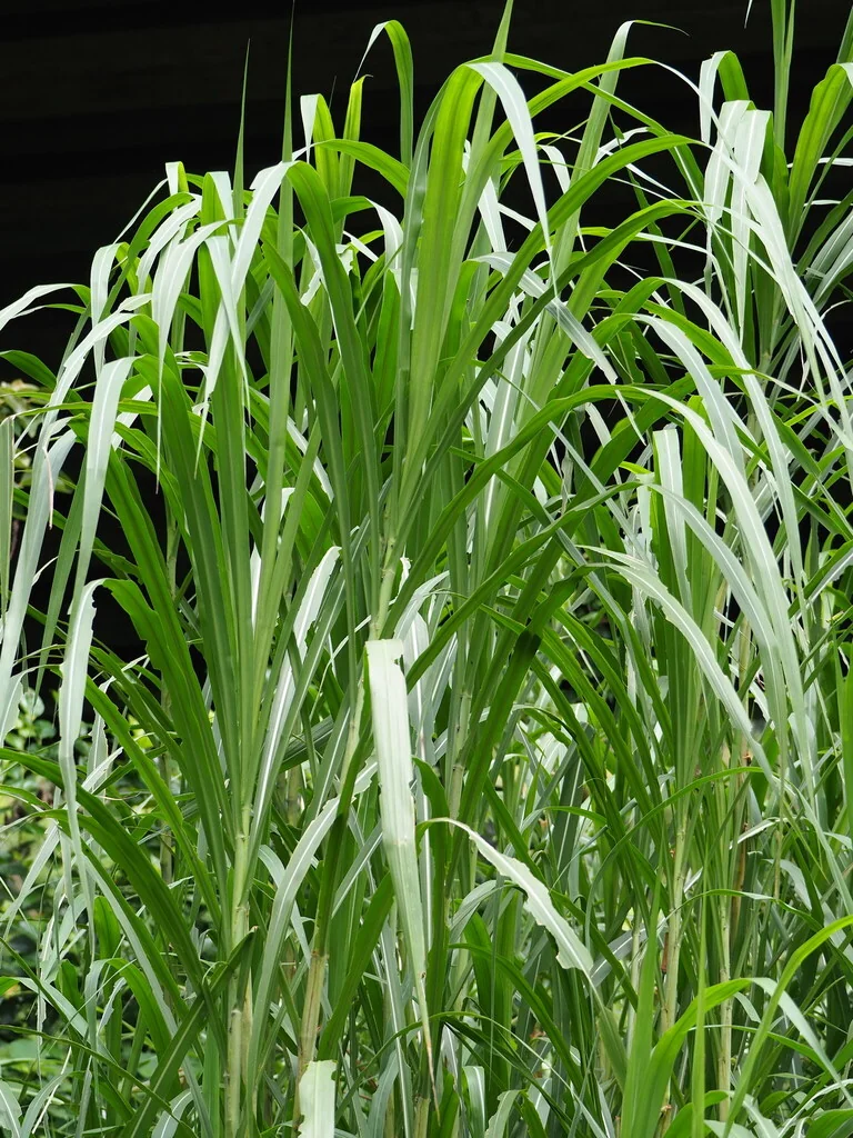 Pennisetum Purpureum
