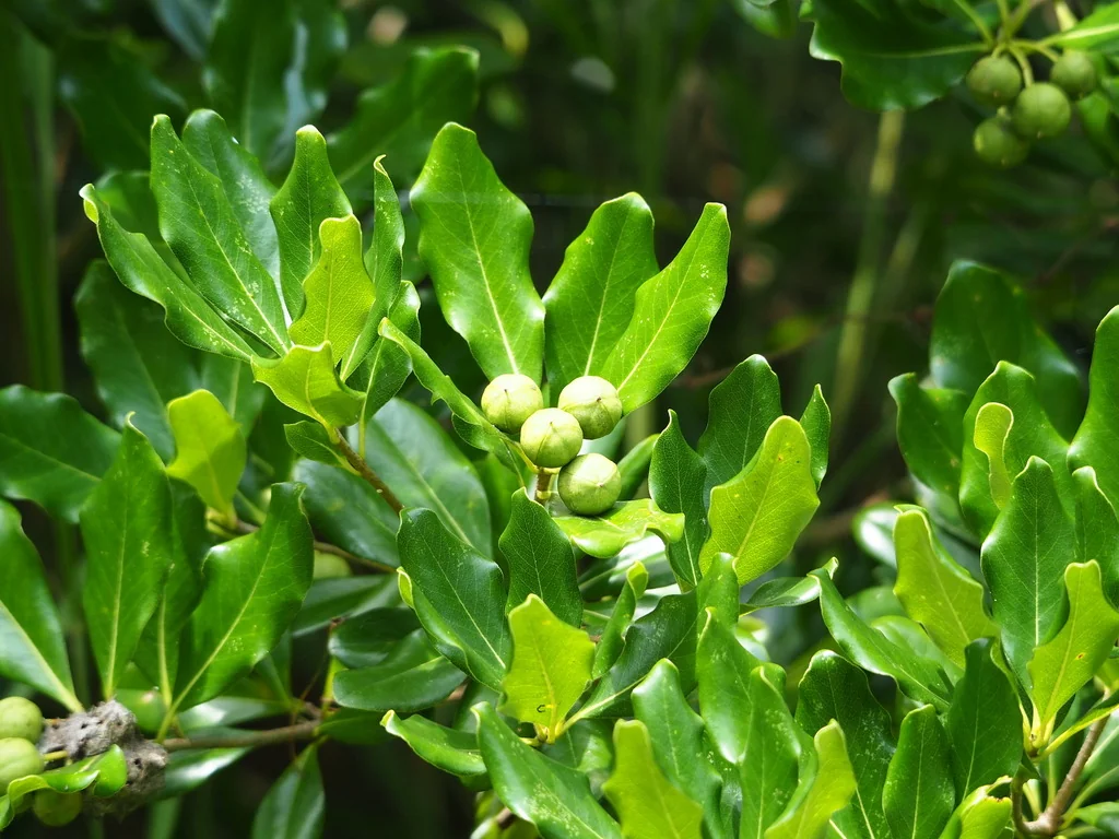 Pittosporum Tobira