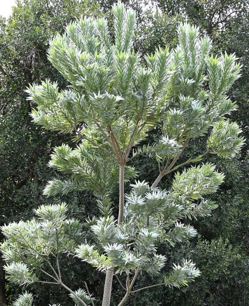 Leucadendron Argenteum