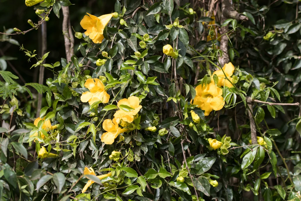 Macfadyena Unguis-Cati