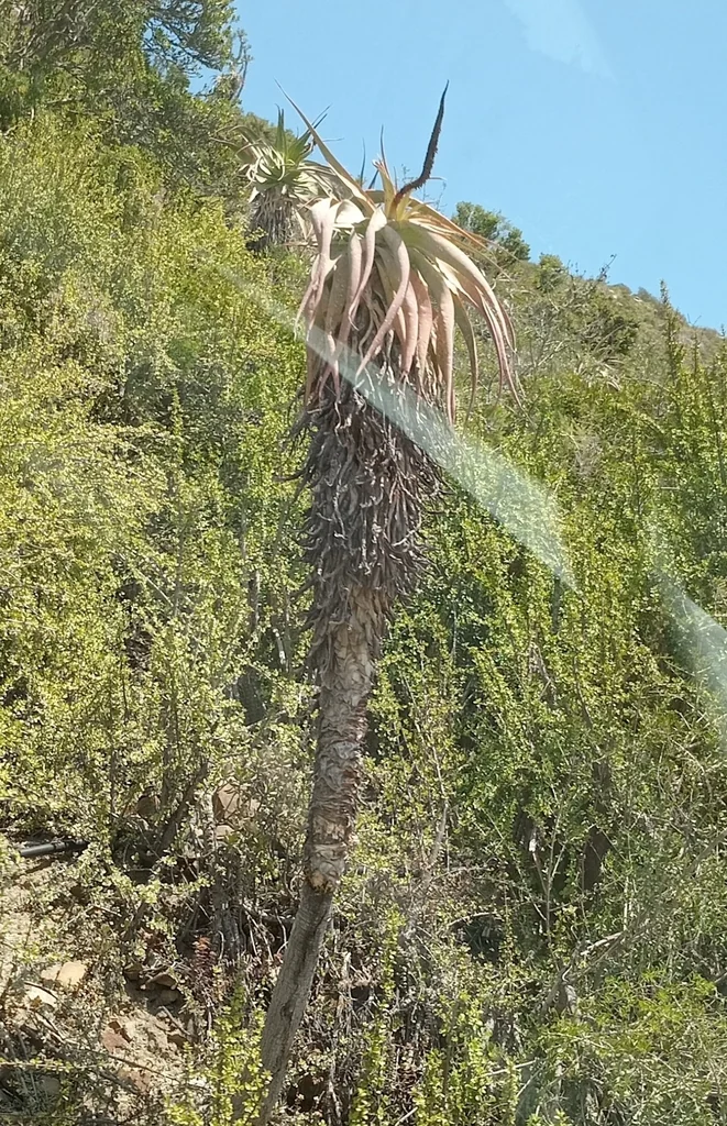 Aloe Speciosa