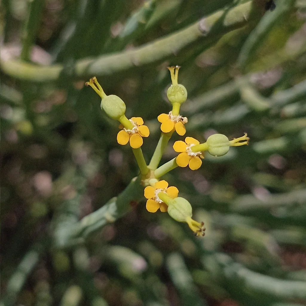 Euphorbia Mauritanica