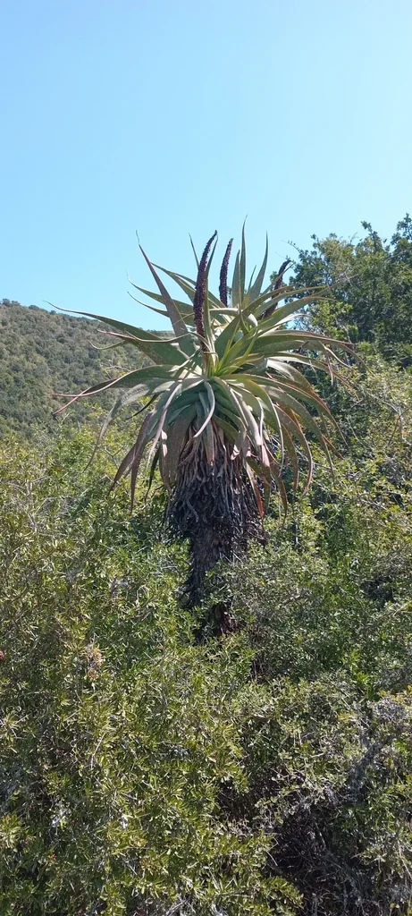 Aloe Speciosa