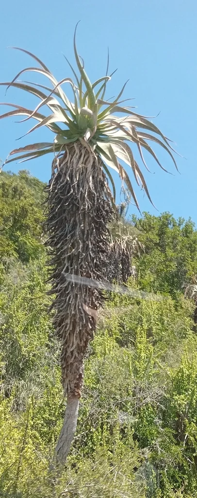 Aloe Speciosa