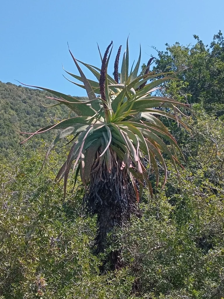 Aloe Speciosa