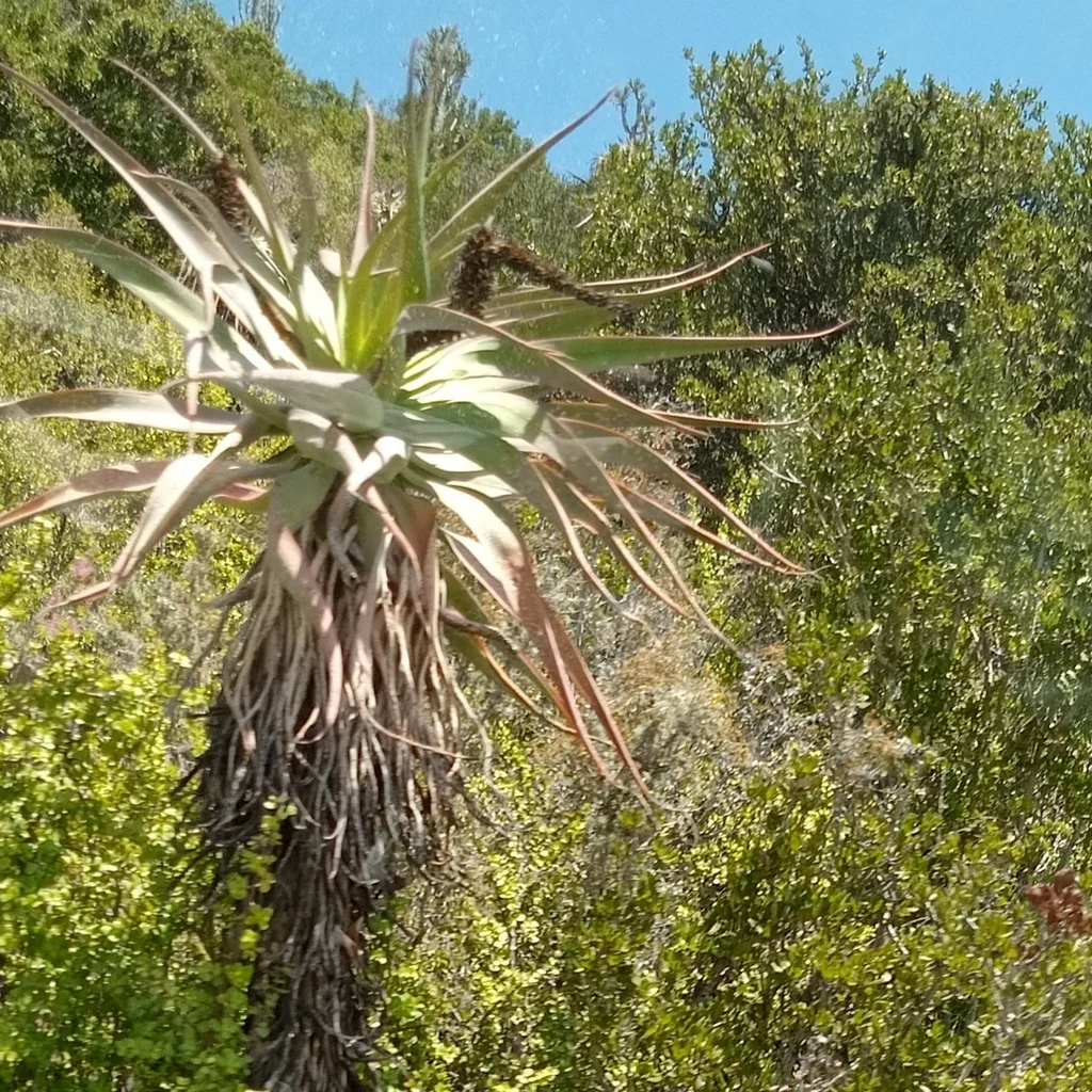 Aloe Speciosa