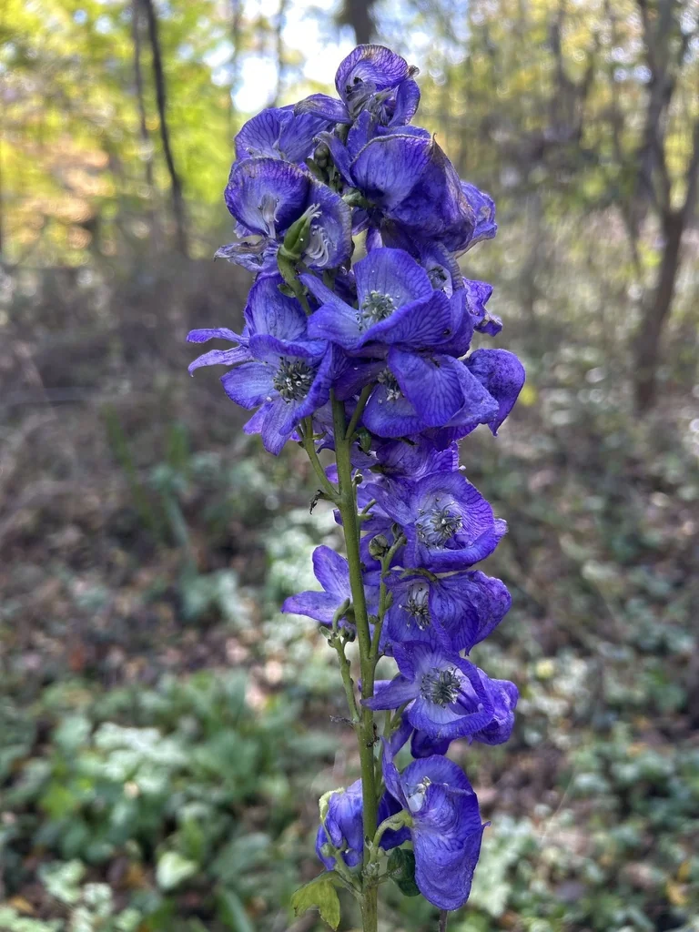 Aconitum Napellus