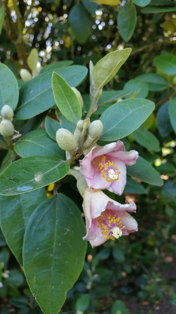 Lagunaria Patersonii