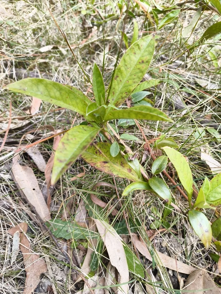 Hibbertia Scandens