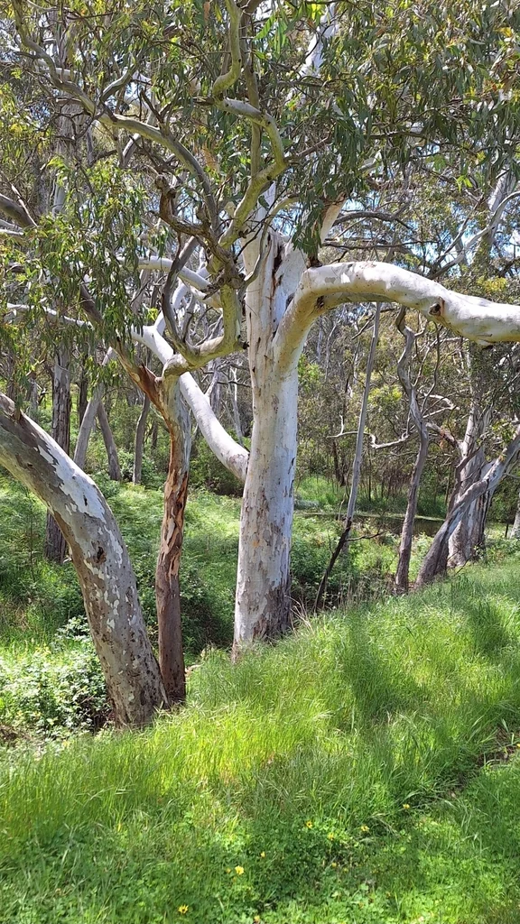 Eucalyptus Camaldulensis