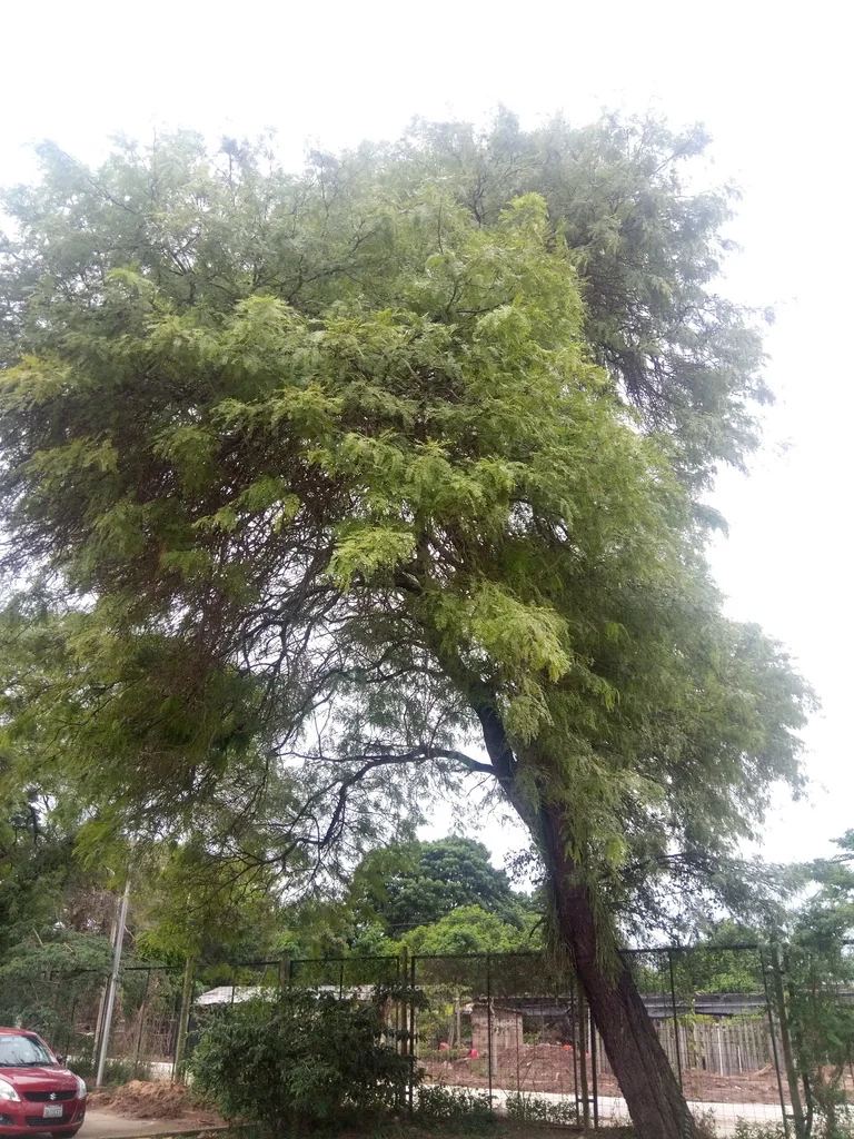 Prosopis Chilensis