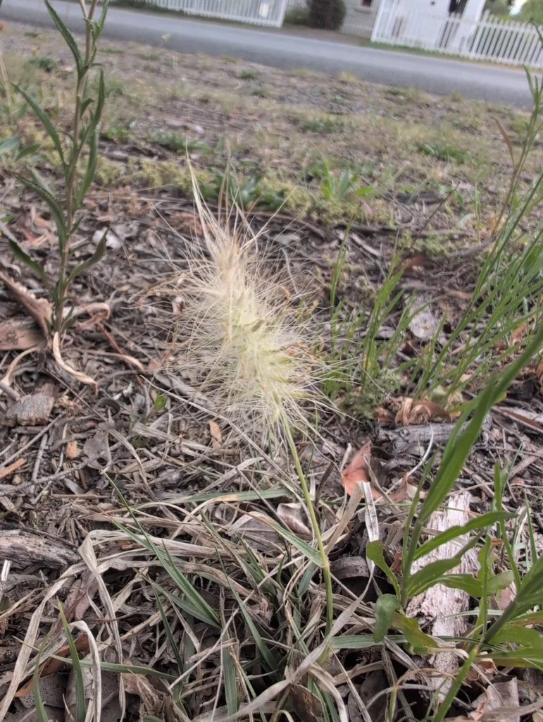 Pennisetum Villosum