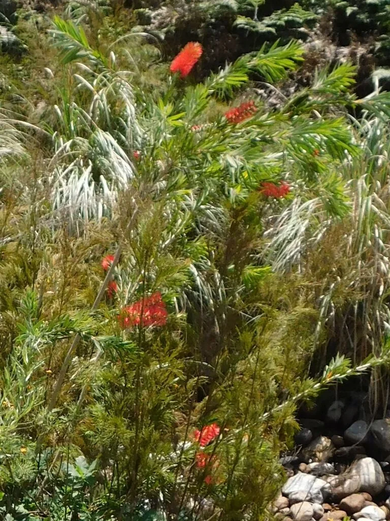 Callistemon Viminalis