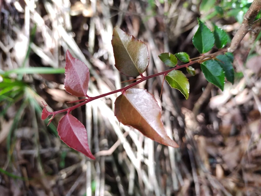 Xylosma Congestum