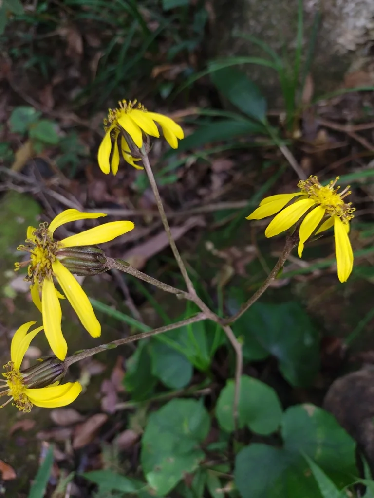 Farfugium Japonicum