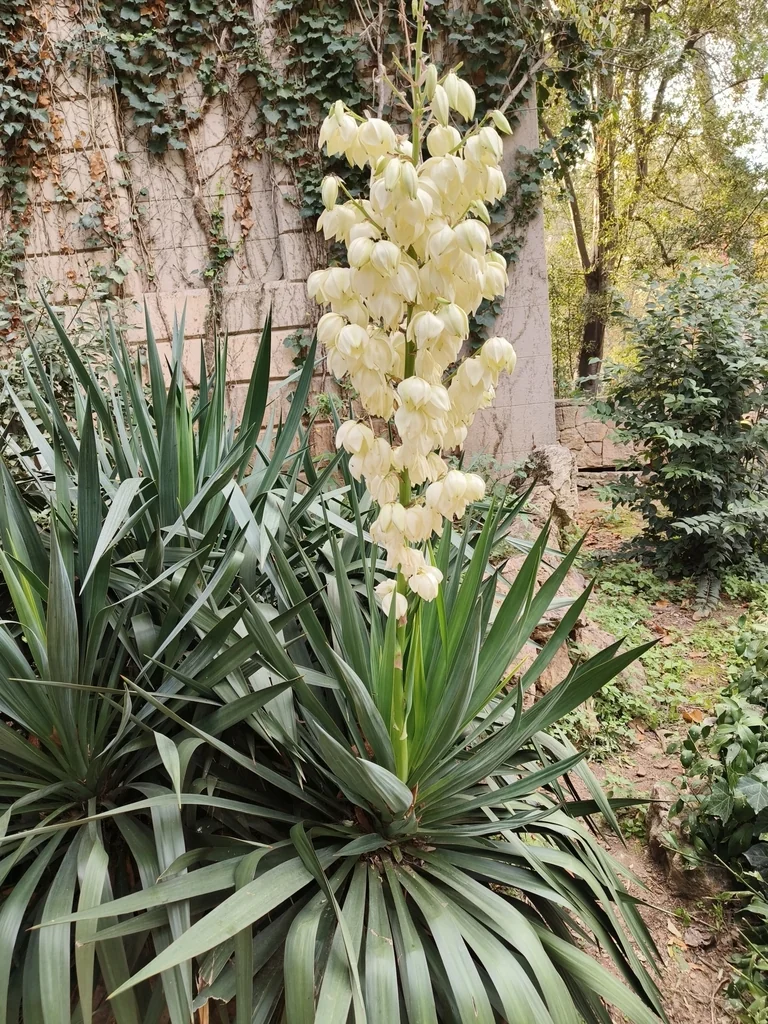 Yucca Gloriosa