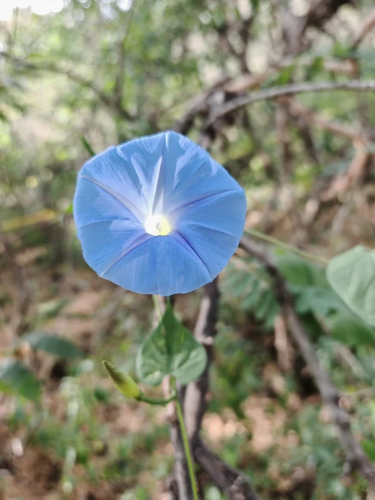 Ipomoea Tricolor