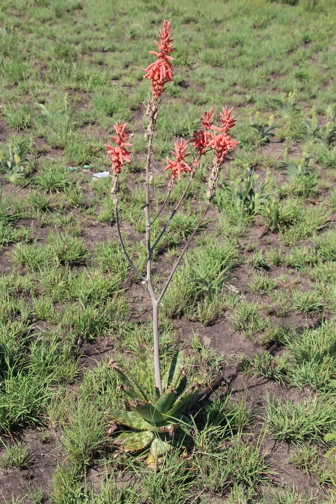 Aloe Maculata