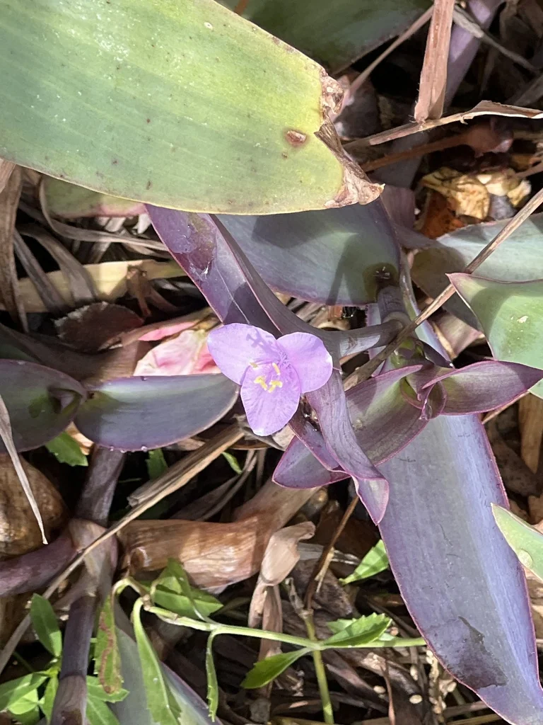 Tradescantia pallida