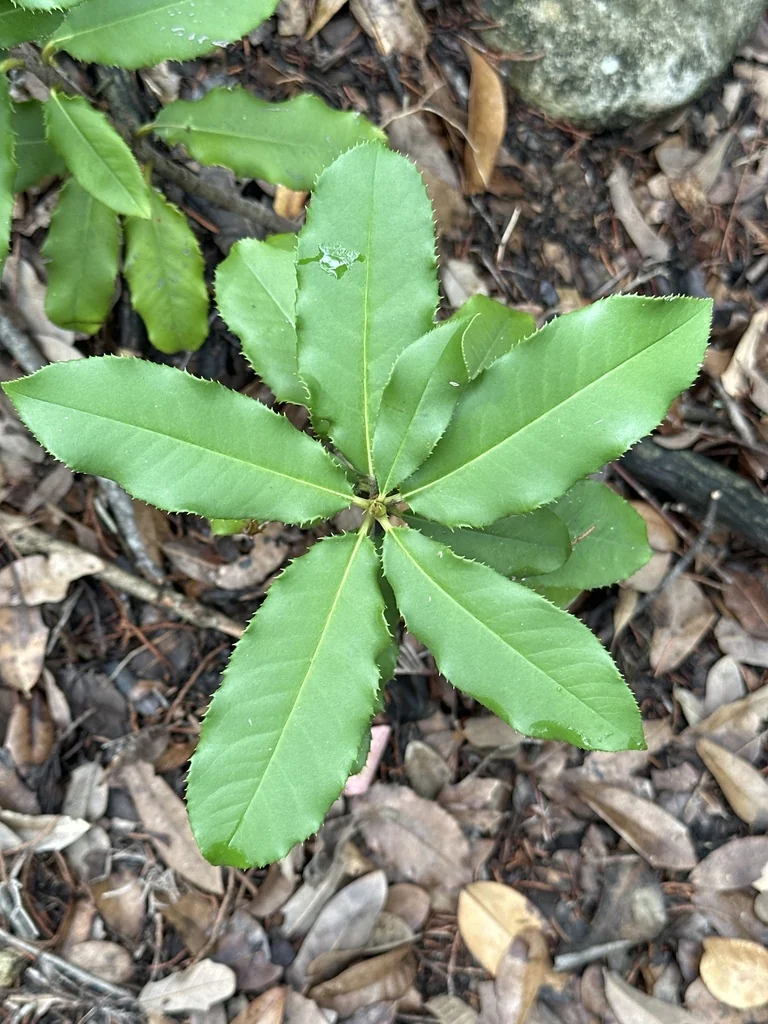 Photinia Serratifolia