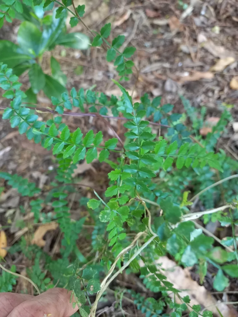 Pandorea Pandorana