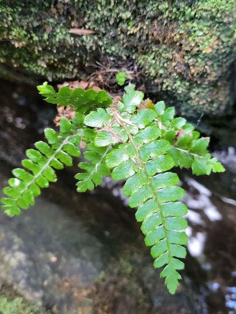 Polystichum Polyblepharum