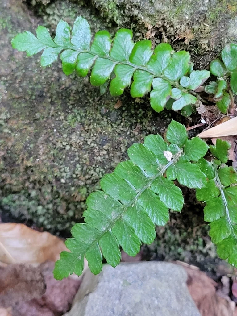 Polystichum Polyblepharum