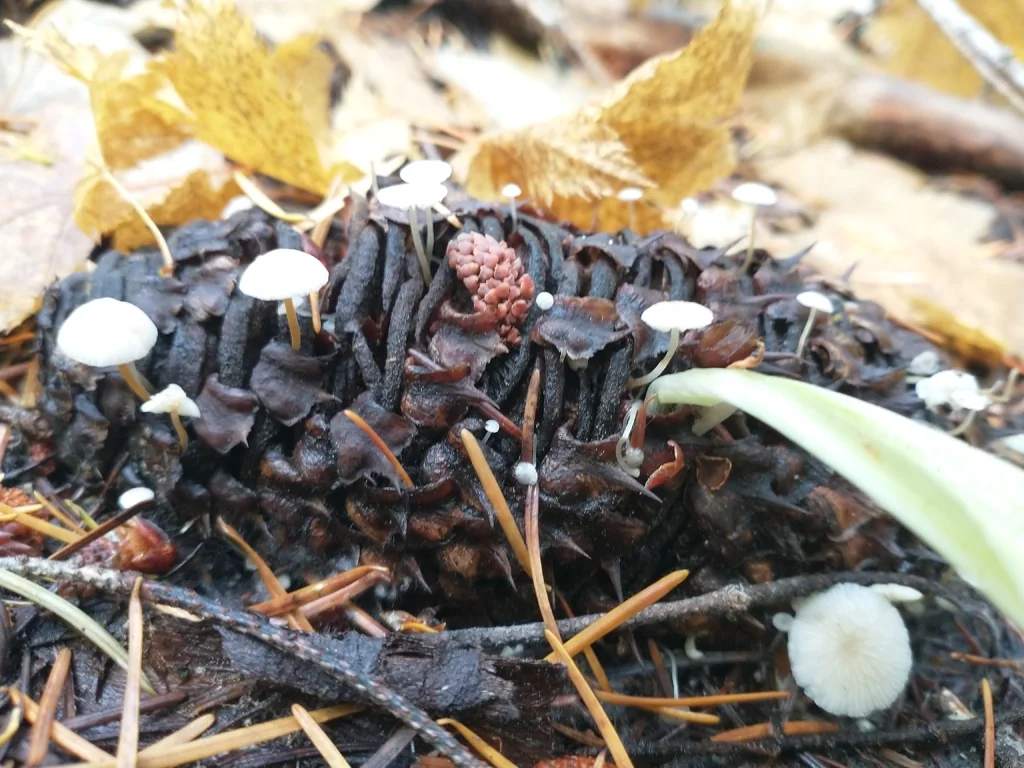 Abies Procera
