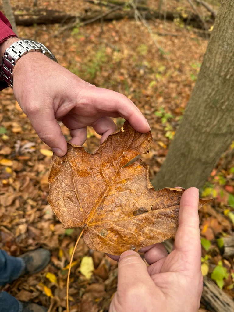 Acer Saccharum Subsp. Nigrum