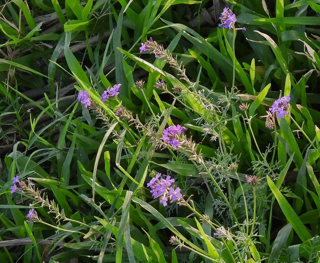 Verbena Tenuisecta