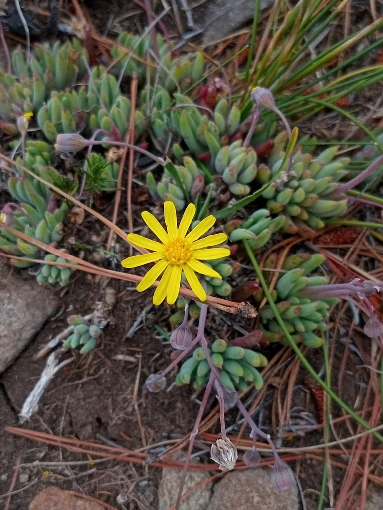 Othonna Capensis