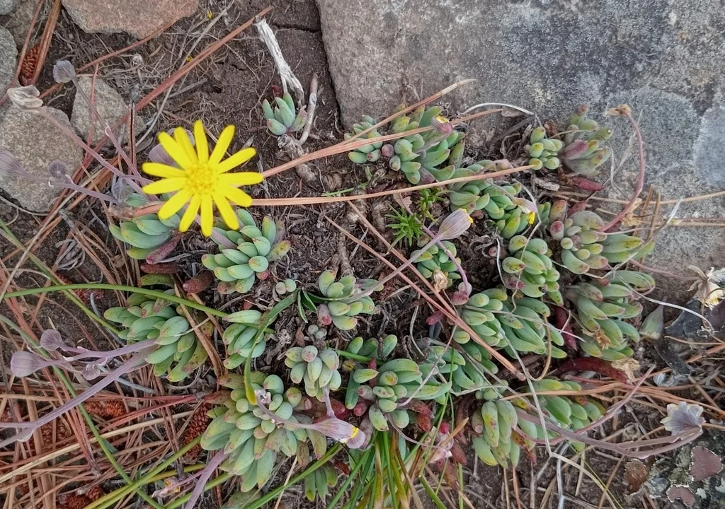 Othonna Capensis