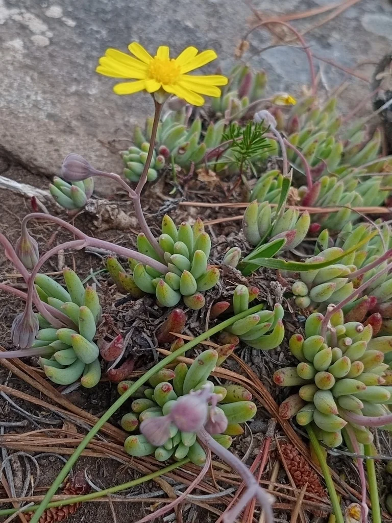 Othonna Capensis