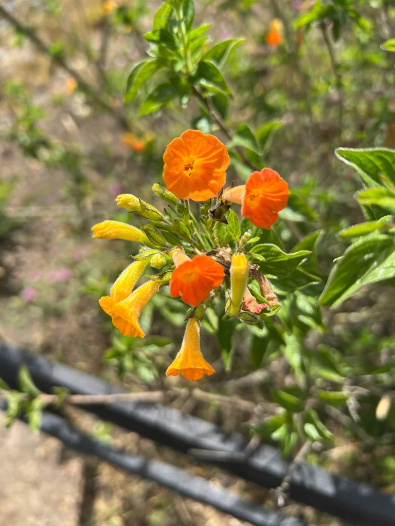 Streptosolen Jamesonii