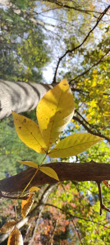 Carya Glabra