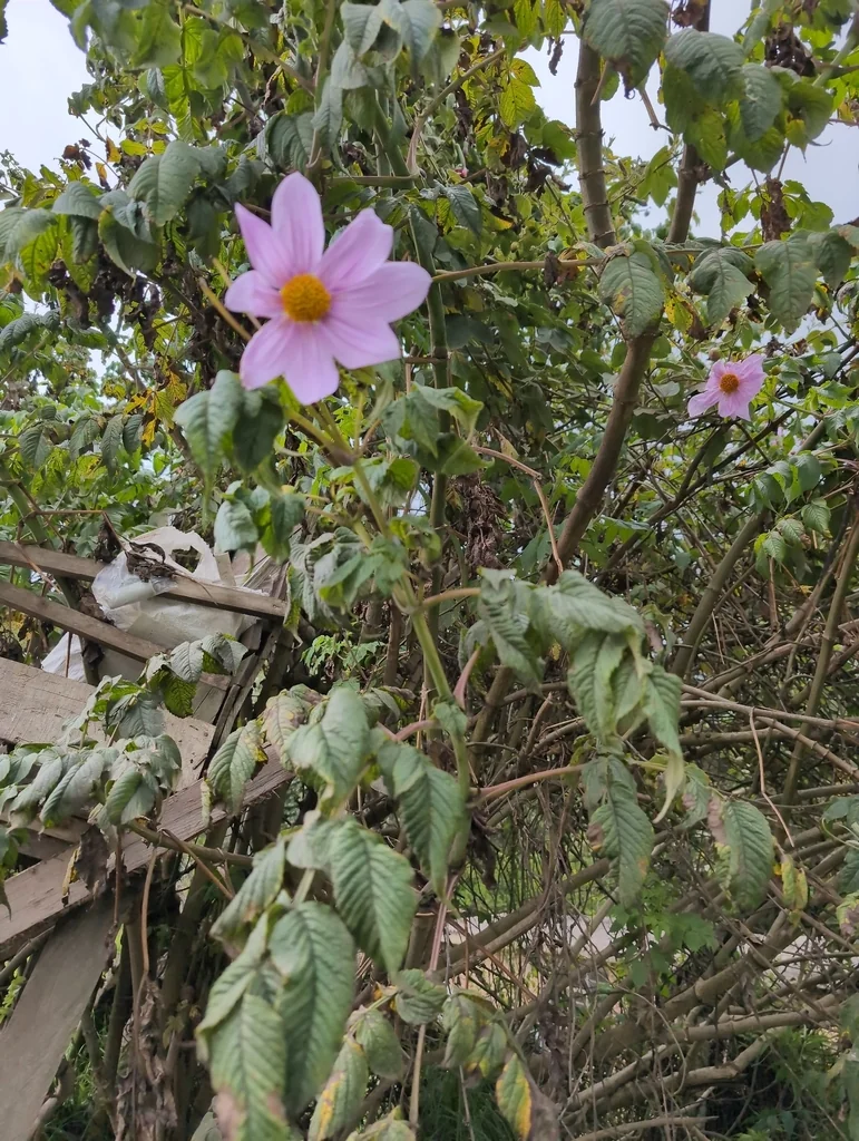 Dahlia Imperialis