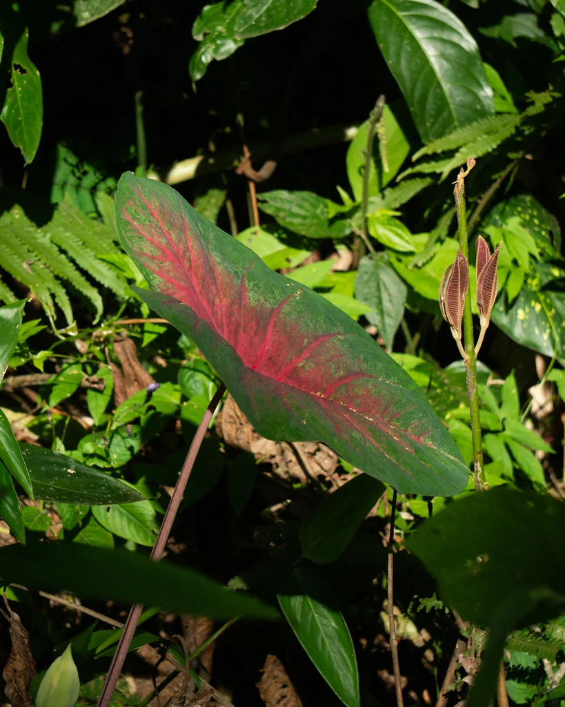 Caladium hortulanum