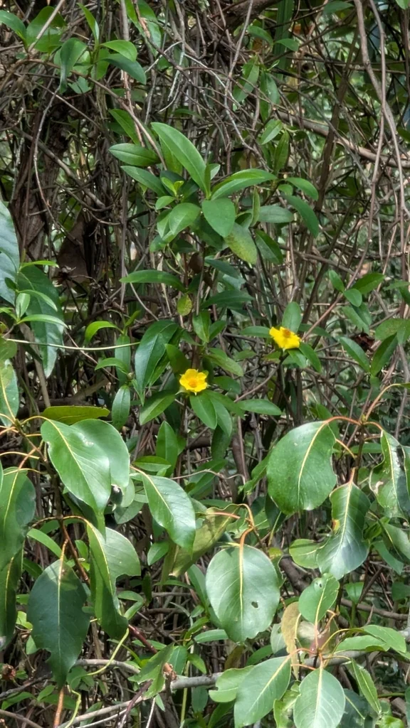Hibbertia Scandens