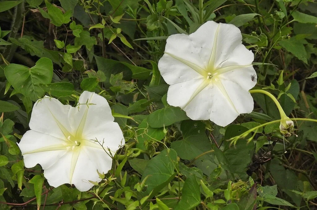 Ipomoea Alba